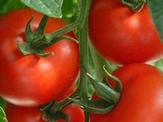 چرا گوجه فرنگی برای سلامتی مناسب است؟