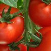 چرا گوجه فرنگی برای سلامتی مناسب است؟