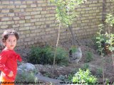 عکس ارغوان در کنار مرغ و خروس - باغچه حیاط 94