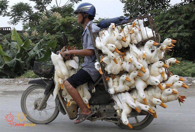 یک گله اردک سوار یک موتورسیکلت!