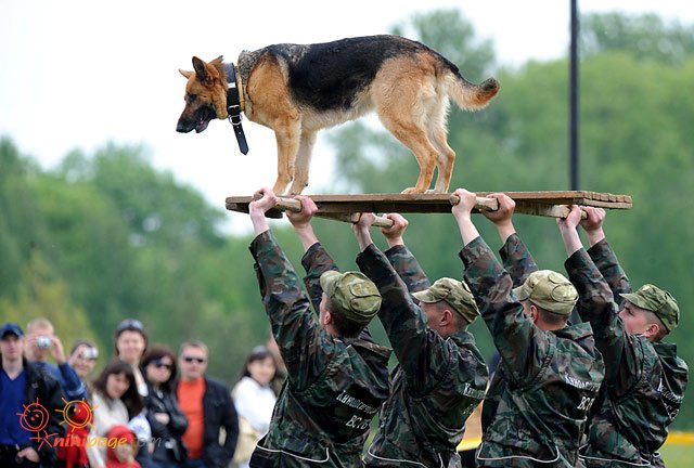 سگ ارتشی