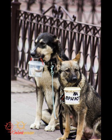 در روسیه سگ ها هم گدائی می کنند!