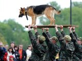 سگ ارتشی