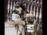 در روسیه سگ ها هم گدائی می کنند!